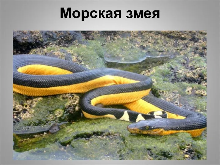 Морская змея