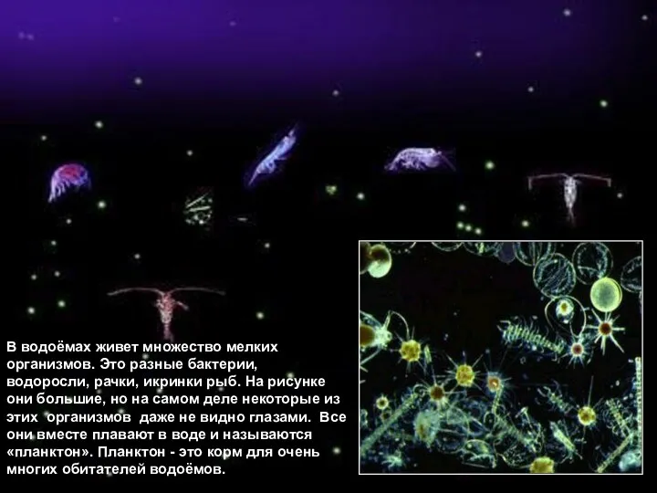 В водоёмах живет множество мелких организмов. Это разные бактерии, водоросли,