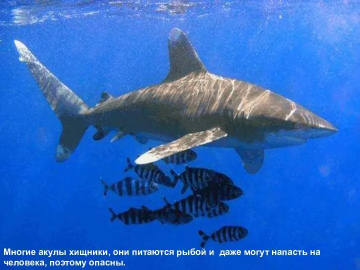 Многие акулы хищники, они питаются рыбой и даже могут напасть на человека, поэтому опасны.