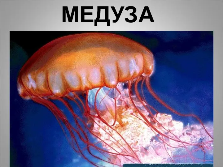 МЕДУЗА