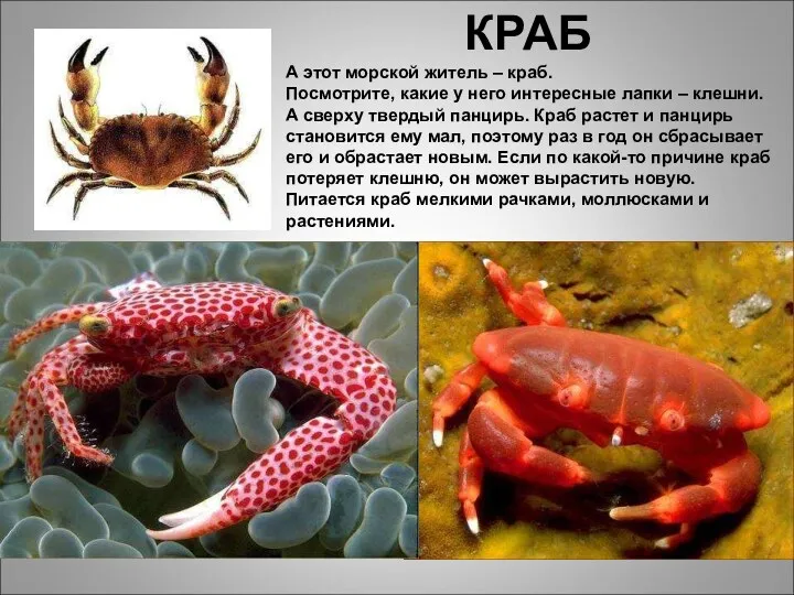 КРАБ А этот морской житель – краб. Посмотрите, какие у