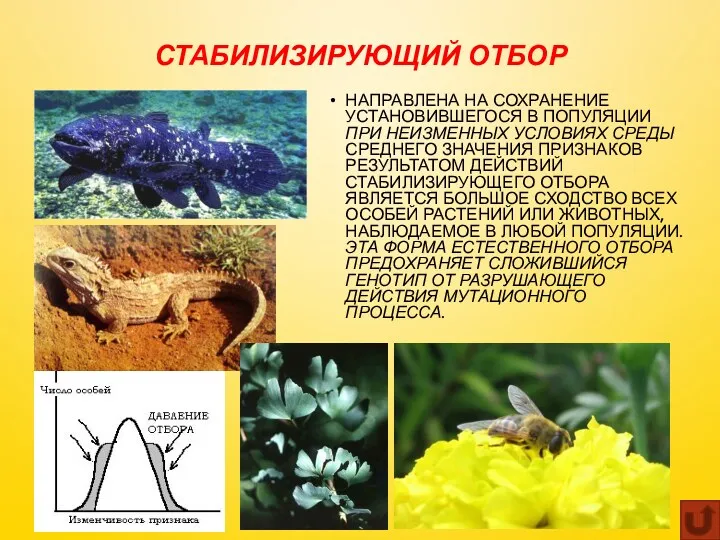 СТАБИЛИЗИРУЮЩИЙ ОТБОР НАПРАВЛЕНА НА СОХРАНЕНИЕ УСТАНОВИВШЕГОСЯ В ПОПУЛЯЦИИ ПРИ НЕИЗМЕННЫХ