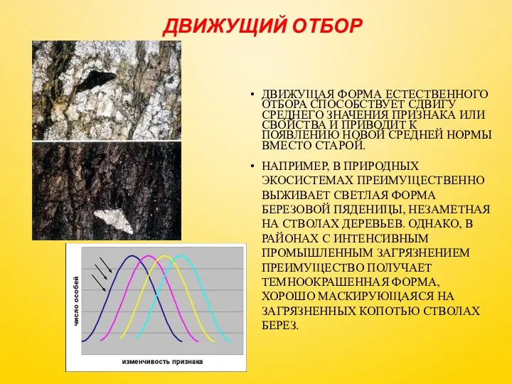 ДВИЖУЩИЙ ОТБОР ДВИЖУЩАЯ ФОРМА ЕСТЕСТВЕННОГО ОТБОРА СПОСОБСТВУЕТ СДВИГУ СРЕДНЕГО ЗНАЧЕНИЯ