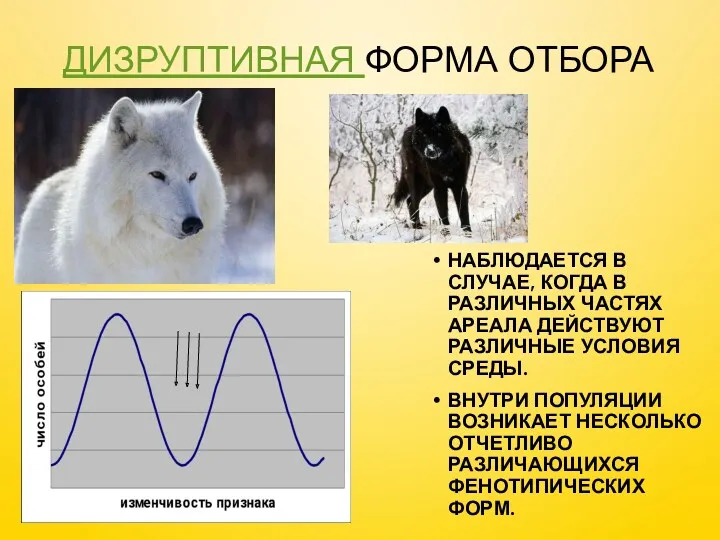 ДИЗРУПТИВНАЯ ФОРМА ОТБОРА НАБЛЮДАЕТСЯ В СЛУЧАЕ, КОГДА В РАЗЛИЧНЫХ ЧАСТЯХ