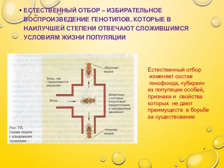 ЕСТЕСТВЕННЫЙ ОТБОР – ИЗБИРАТЕЛЬНОЕ ВОСПРОИЗВЕДЕНИЕ ГЕНОТИПОВ, КОТОРЫЕ В НАИЛУЧШЕЙ СТЕПЕНИ