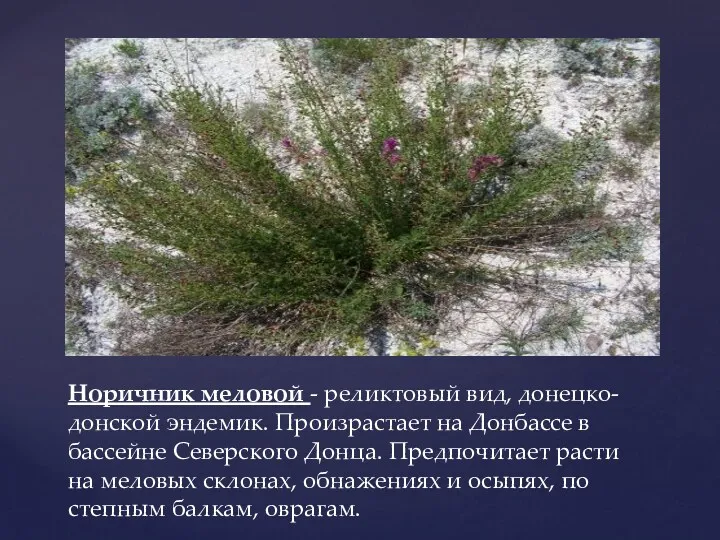 Норичник меловой - реликтовый вид, донецко-донской эндемик. Произрастает на Донбассе