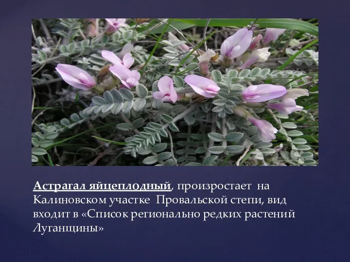 Астрагал яйцеплодный, произростает на Калиновском участке Провальской степи, вид входит в «Список регионально редких растений Луганщины»