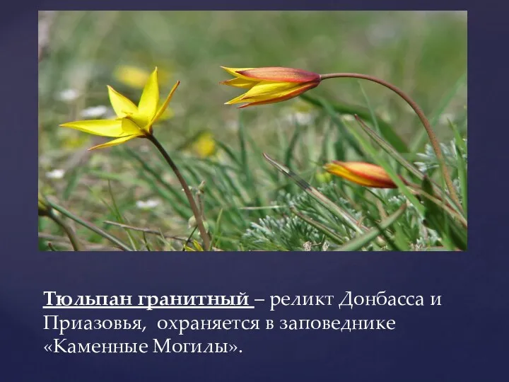 Тюльпан гранитный – реликт Донбасса и Приазовья, охраняется в заповеднике «Каменные Могилы».
