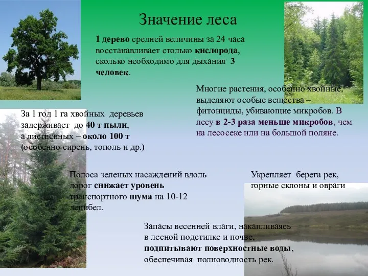 Значение леса 1 дерево средней величины за 24 часа восстанавливает