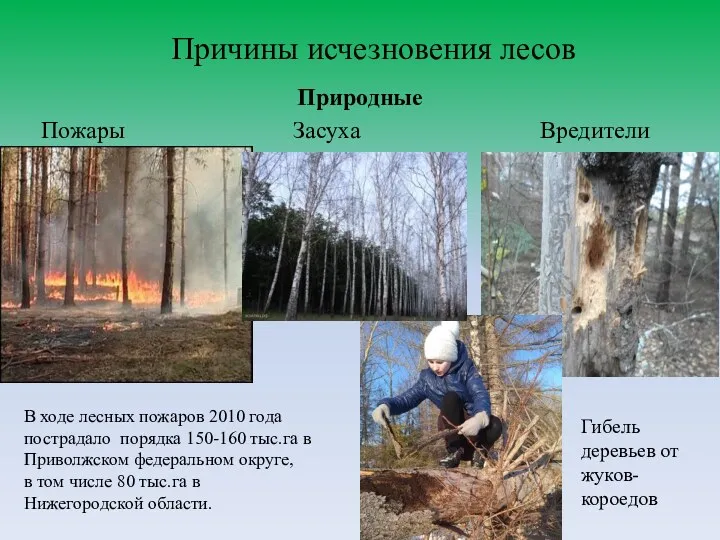 Причины исчезновения лесов Природные Пожары Засуха Вредители Гибель деревьев от