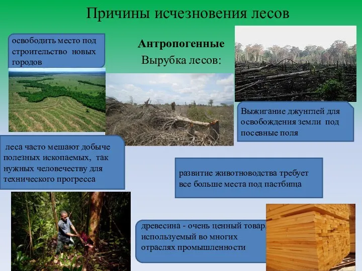 Причины исчезновения лесов Антропогенные Вырубка лесов: освободить место под строительство