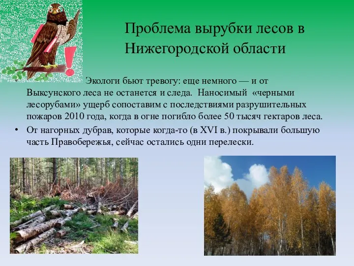 Экологи бьют тревогу: еще немного — и от Выксунского леса