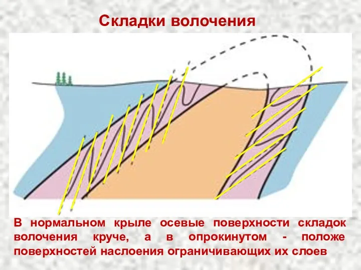 Складки волочения В нормальном крыле осевые поверхности складок волочения круче,