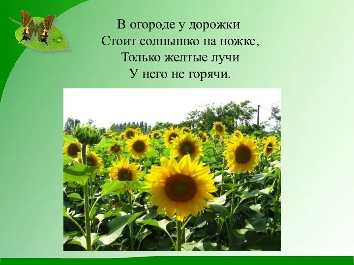 В огороде у дорожки Стоит солнышко на ножке, Только желтые лучи У него не горячи.