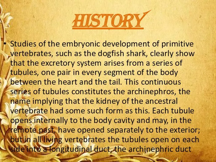 HISTORY Studies of the embryonic development of primitive vertebrates, such as the dogfish