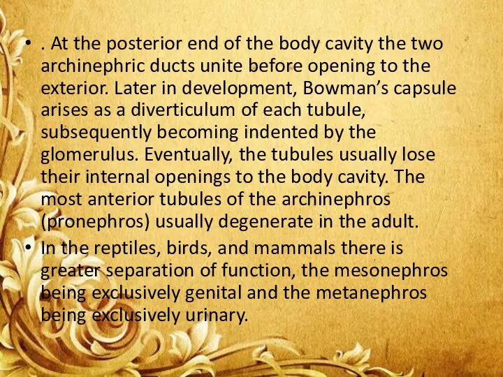 . At the posterior end of the body cavity the two archinephric ducts