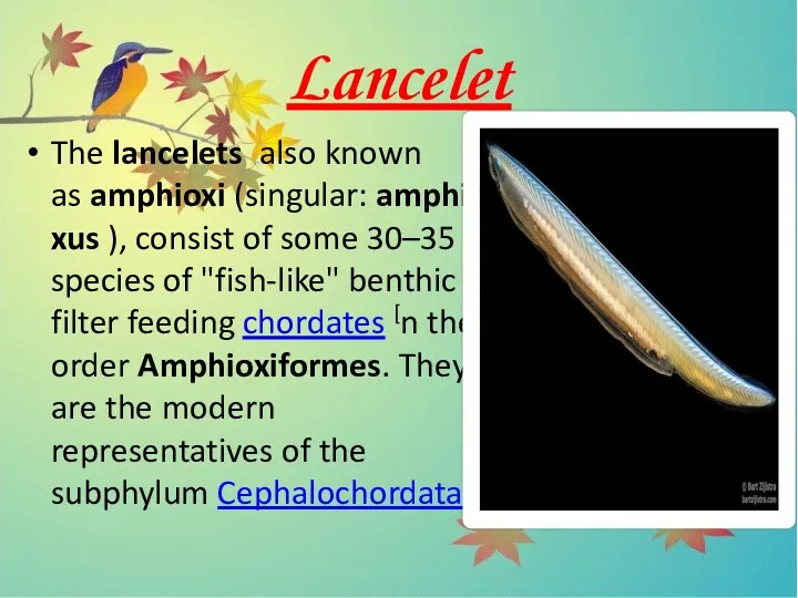 Lancelet The lancelets also known as amphioxi (singular: amphioxus ), consist of some