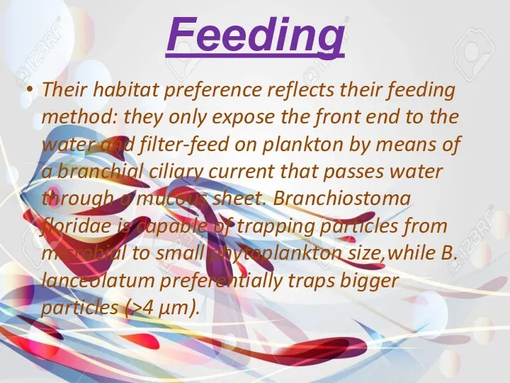 Feeding Their habitat preference reflects their feeding method: they only expose the front