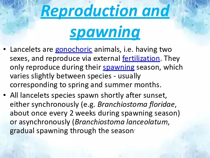 Reproduction and spawning Lancelets are gonochoric animals, i.e. having two sexes, and reproduce