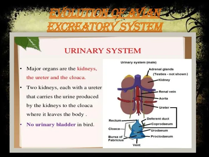 EVOLUTION OF AVIAN EXCREATORY SYSTEM