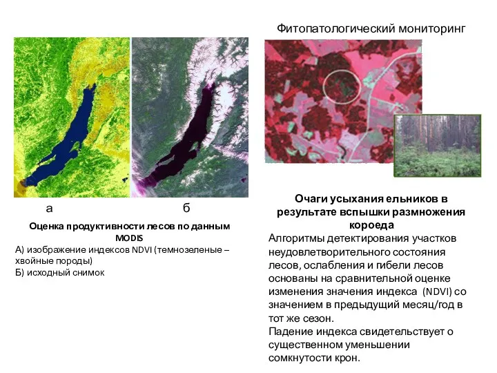 Оценка продуктивности лесов по данным MODIS А) изображение индексов NDVI