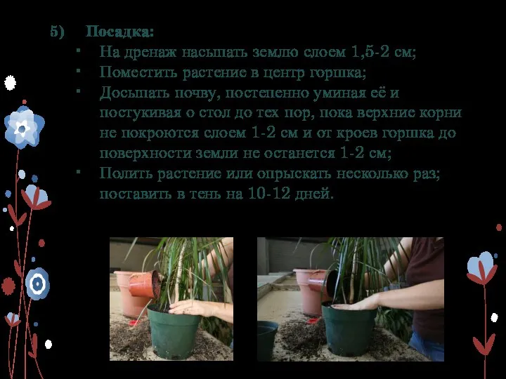 Посадка: На дренаж насыпать землю слоем 1,5-2 см; Поместить растение в центр горшка;