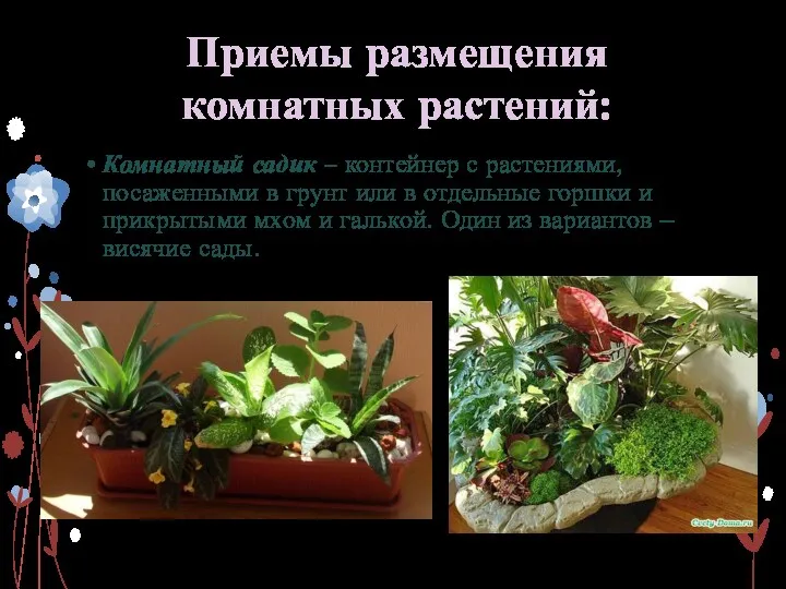 Приемы размещения комнатных растений: Комнатный садик – контейнер с растениями,