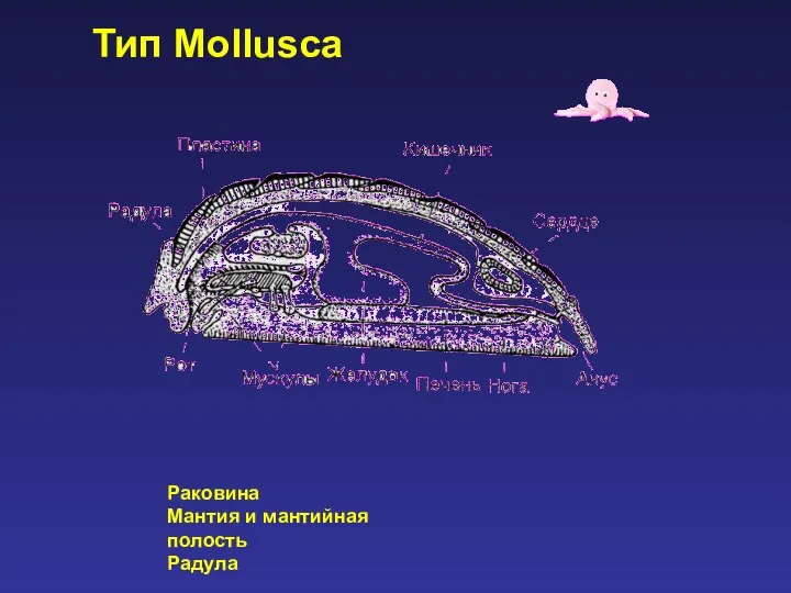Тип Mollusca Раковина Мантия и мантийная полость Радула