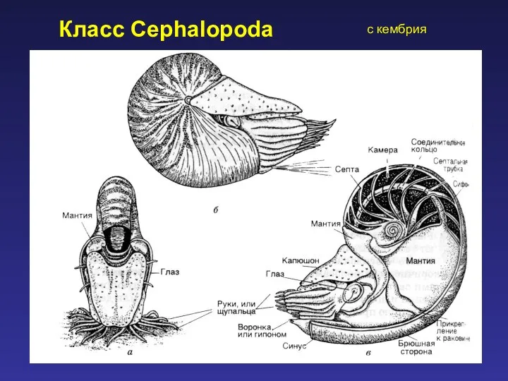 Класс Cephalopoda c кембрия