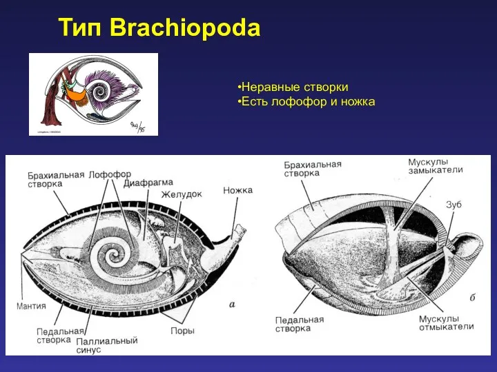 Тип Brachiopoda Неравные створки Есть лофофор и ножка