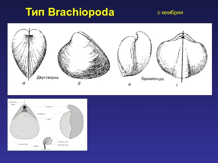 Тип Brachiopoda с кембрия