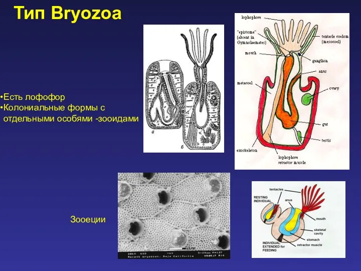 Тип Bryozoa Есть лофофор Колониальные формы с отдельными особями -зооидами Зооеции