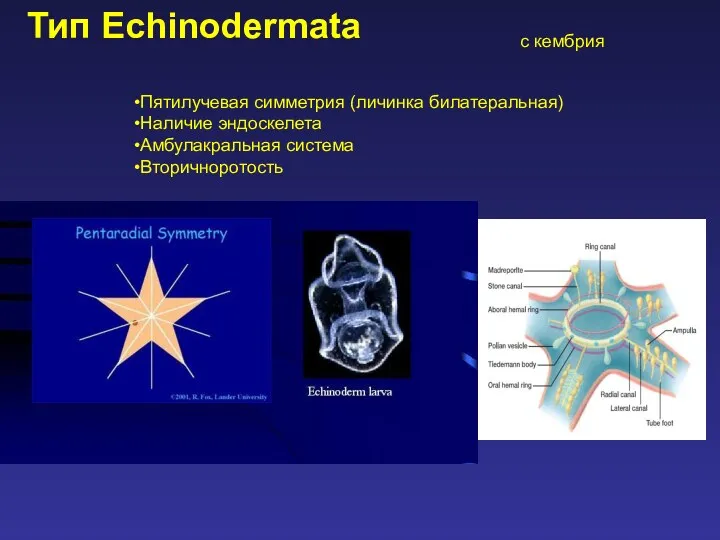 Тип Echinodermata Пятилучевая симметрия (личинка билатеральная) Наличие эндоскелета Амбулакральная система Вторичноротость с кембрия