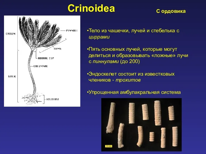 Crinoidea Тело из чашечки, лучей и стебелька с циррами Пять основных лучей, которые