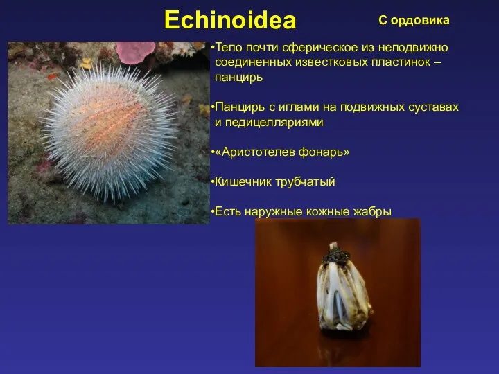 Echinoidea Тело почти сферическое из неподвижно соединенных известковых пластинок – панцирь Панцирь с