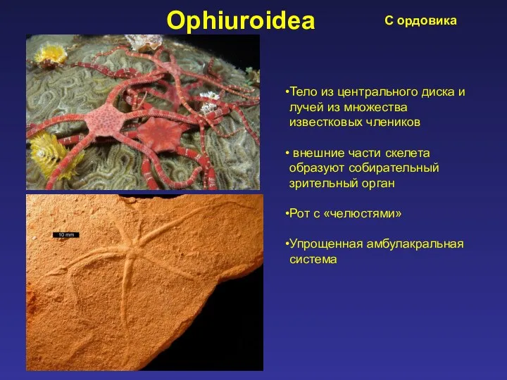 Ophiuroidea С ордовика Тело из центрального диска и лучей из