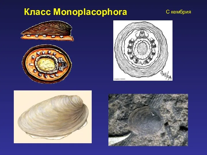 Класс Monoplacophora С кембрия