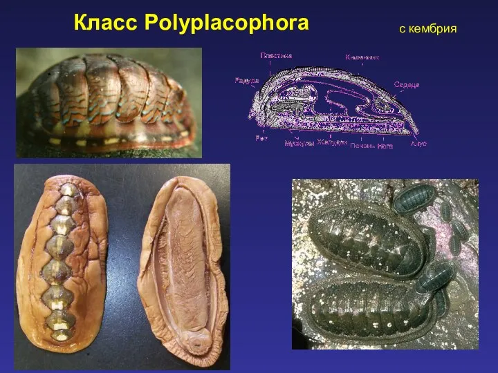 Класс Polyplacophora c кембрия