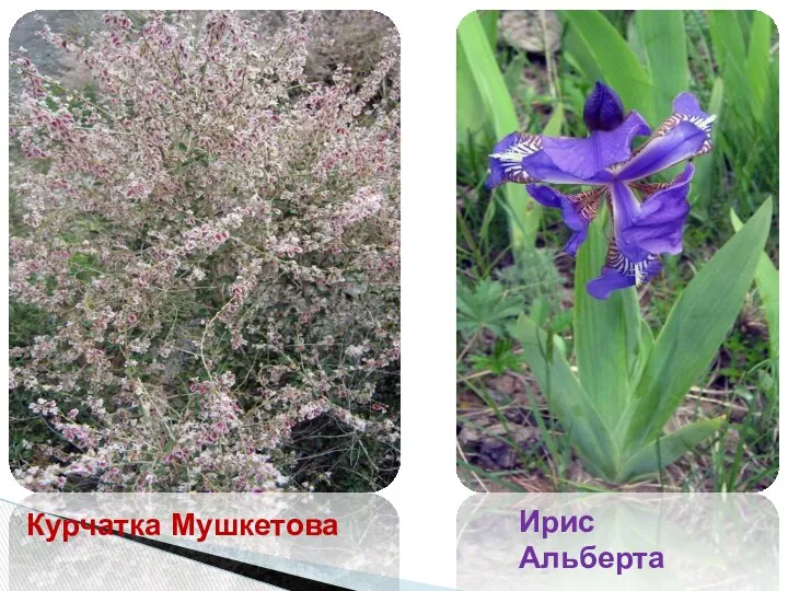 Курчатка Мушкетова Ирис Альберта