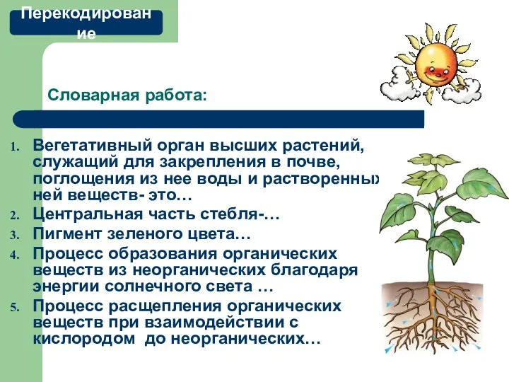 Словарная работа: Вегетативный орган высших растений, служащий для закрепления в почве, поглощения из