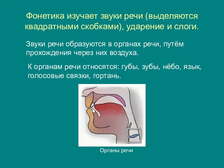 Фонетика изучает звуки речи (выделяются квадратными скобками), ударение и слоги. Звуки речи образуются