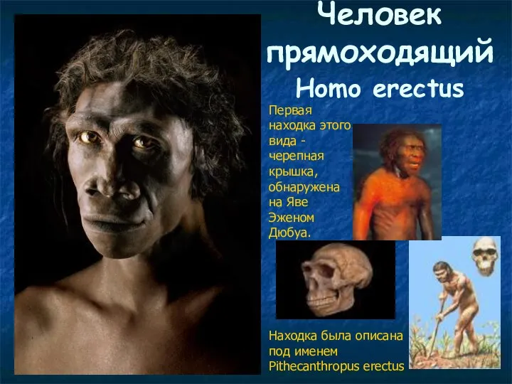 Человек прямоходящий Homo erectus Первая находка этого вида - черепная крышка, обнаружена на