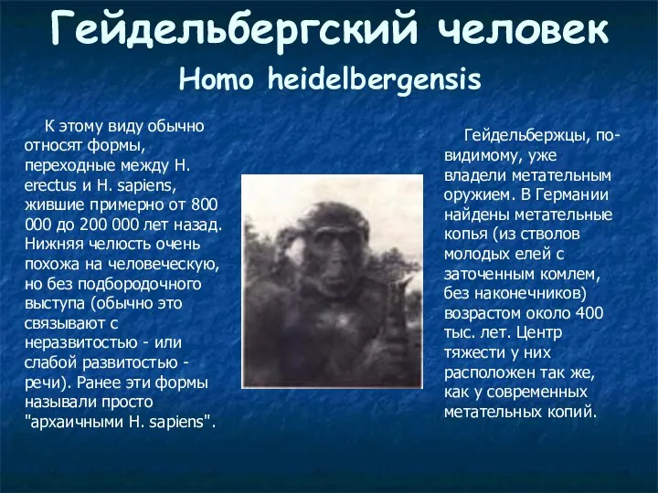 Гейдельбергский человек Homo heidelbergensis К этому виду обычно относят формы, переходные между H.