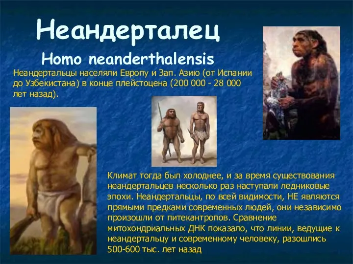 Неандерталец Нomo neanderthalensis Неандертальцы населяли Европу и Зап. Азию (от Испании до Узбекистана)