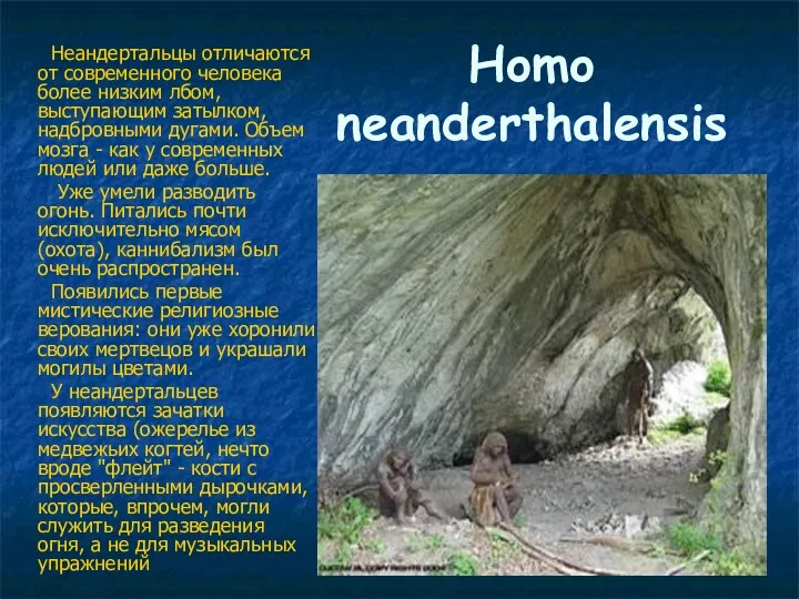 Нomo neanderthalensis Неандертальцы отличаются от современного человека более низким лбом, выступающим затылком, надбровными