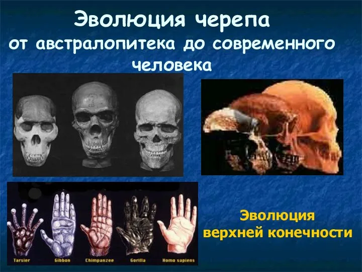 Эволюция черепа от австралопитека до современного человека Эволюция верхней конечности
