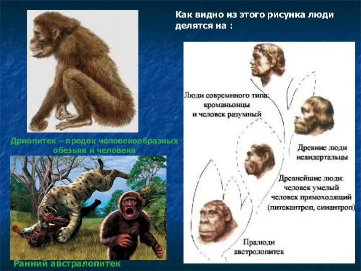 Дриопитек – предок человекообразных обезьян и человека Как видно из этого рисунка люди