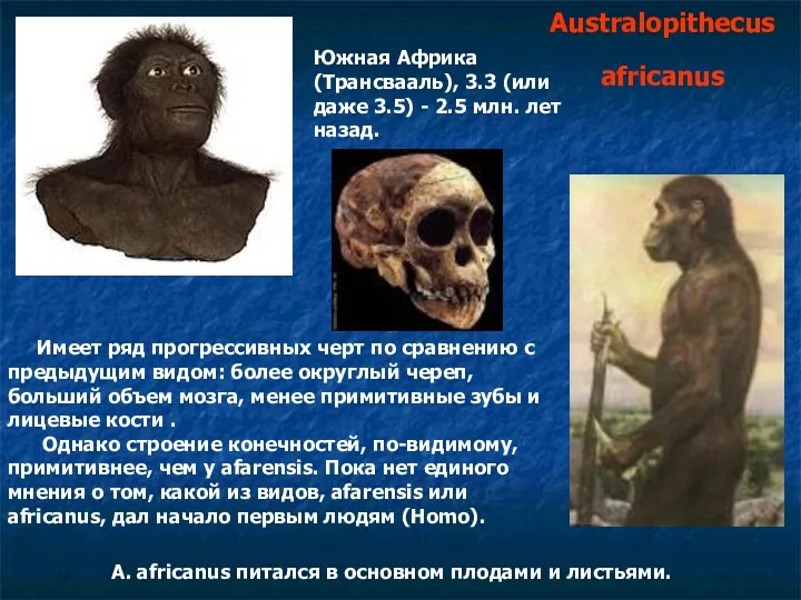 Australopithecus africanus Южная Африка (Трансвааль), 3.3 (или даже 3.5) - 2.5 млн. лет