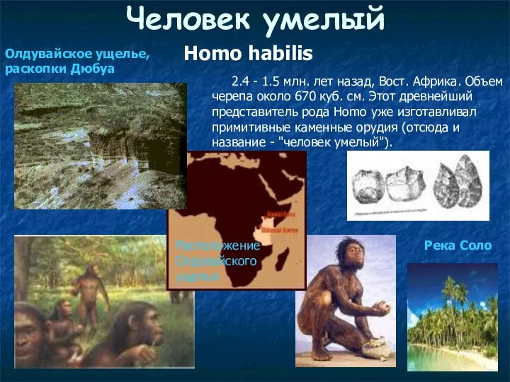 Человек умелый Homo habilis 2.4 - 1.5 млн. лет назад, Вост. Африка. Объем