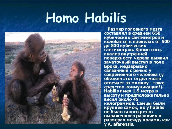 Homo Habilis Размер головного мозга составлял в среднем 650 кубических сантиметров и колебался